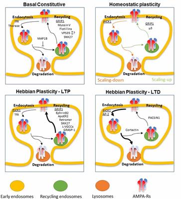 Recent Findings on AMPA Receptor Recycling